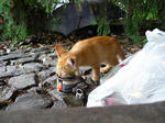 P1000280.JPG