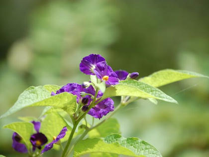 枸杞葉茄子（クコバナスビ）