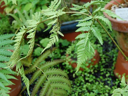 無人紅羊歯（ムニンベニシダ）