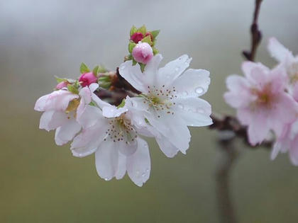 十月桜（ジュウガツザクラ）