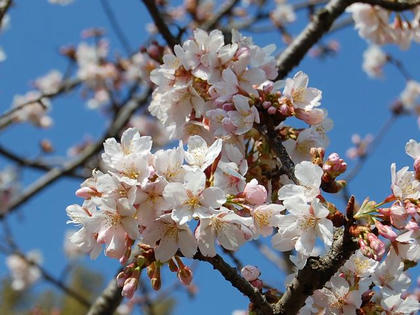 玉縄桜（タマナワザクラ）