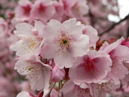 寒桜（カンザクラ）