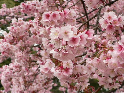 寒桜（カンザクラ）