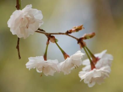 豆桜（マメザクラ）