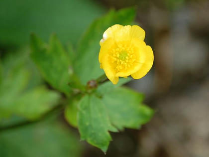 深山金鳳花（ミヤマキンポウゲ）