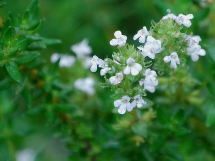 ６月２日の誕生花 タイム 花図鑑日記