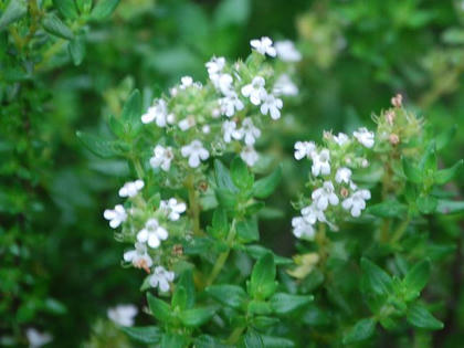 ６月２日の誕生花 タイム 花図鑑日記