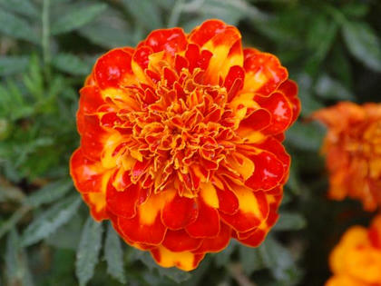 ７月１８日の誕生花 フレンチマリーゴールド 花図鑑日記