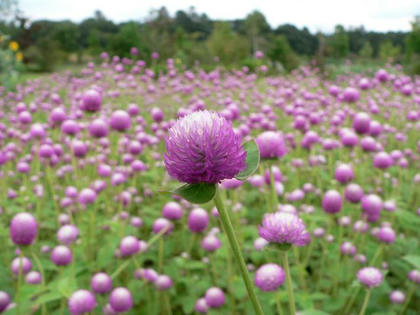 ９月８日の誕生花 千日紅 センニチコウ 花図鑑日記