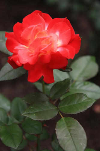 IMG_4996.JPG