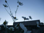 081110-3.jpg