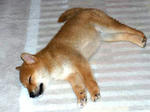 子犬１