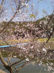 十月桜