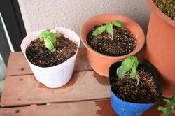 basil-100507-1.jpg