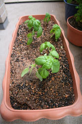 basil-100507-2.jpg