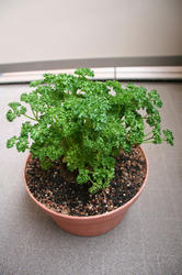 parsley-100507.jpg