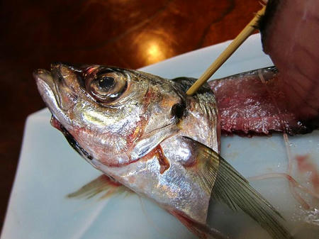お食事処 樹　アジの骨