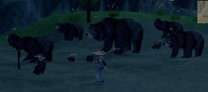 kuma-boss.JPG