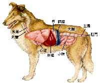 犬のがん 内臓 腹部 の腫瘍 犬の病気 逆引き辞典