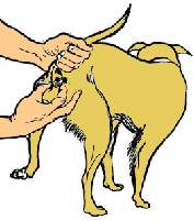 analgland.gif