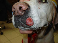 dogcancer.jpg