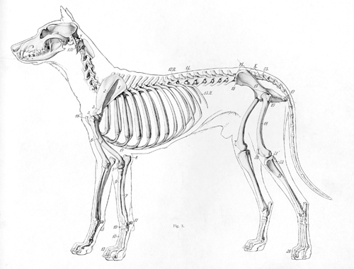 Dog_skeleton.jpg