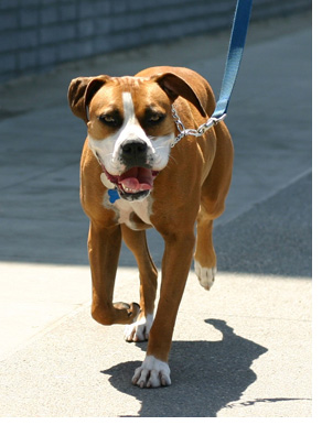 犬の歩き方がいつもと違う おかしい 犬の病気 逆引き辞典