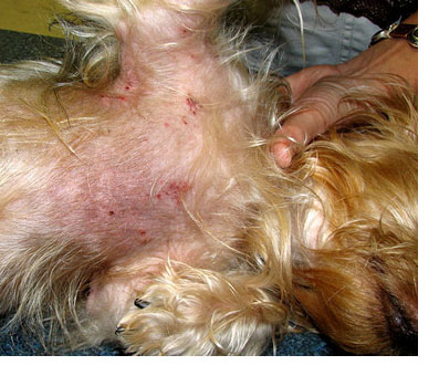 犬の皮膚の病気 犬の疥癬 かいせん ヒゼンダニ症 犬の病気 逆引き辞典