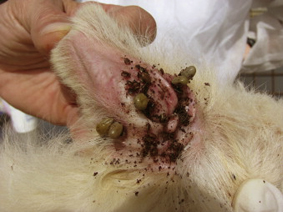 犬の皮膚の病気 マダニの寄生 犬の病気 逆引き辞典