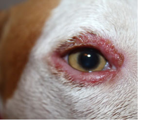 犬の目の病気 犬の眼瞼炎 がんけんえん 犬の病気 逆引き辞典