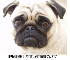 犬の目の薬 おすすめ総合案内 犬の病気 逆引き辞典