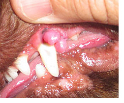 犬のがん 口腔腫瘍 こうくうしゅよう 犬の病気 逆引き辞典