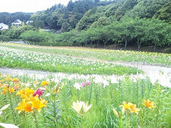 ゆりの花.jpg