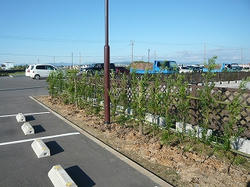 P1050765.jpg