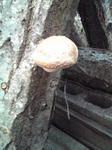 siitake