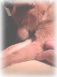 komo02
