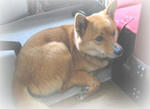 komo0202b