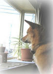 komo0204a