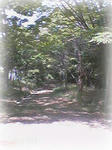 公園01