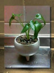 観葉植物01