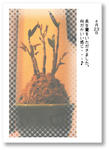 長生蘭