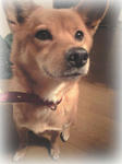 komo2010/1/10