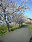 秋篠川の桜