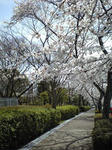 飯盛霊園の桜