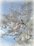 2010年桜