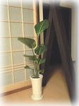 観葉植物01