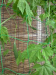20110705