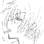 an.gif