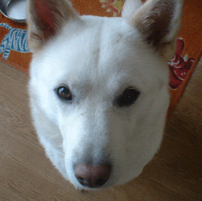 DSCF0010.gif