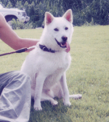 shiro.gif